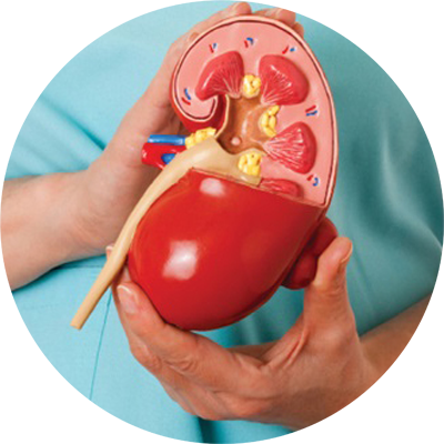 Böbrek Hastalıklarında Beslenme Danışmanlığı Konya