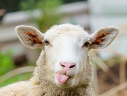 Kurban Bayramında Beslenme Nasıl Olmalıdır